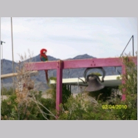 bc-parrot01.jpg