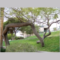 crocked-tree.jpg