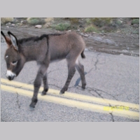 donkey-baby01.jpg
