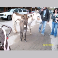 donkey-mother-baby01.jpg