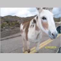 donkey-mother01.jpg