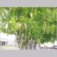 nut-tree.jpg